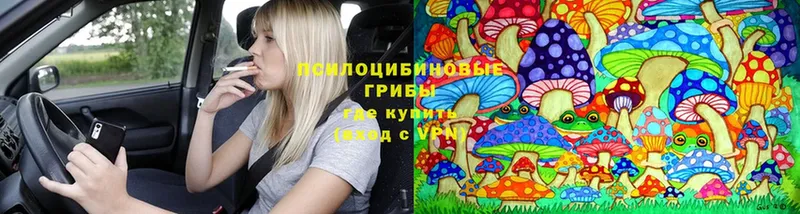 Псилоцибиновые грибы Psilocybe  Чита 